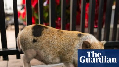 This swine life: pig named Six Seven pardoned by Miami-Dade mayor | Miami This swine life: pig named Six Seven pardoned by Miami-Dade mayor | Miami