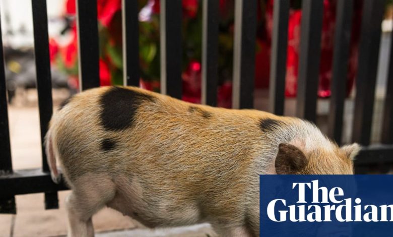 This swine life: pig named Six Seven pardoned by Miami-Dade mayor | Miami This swine life: pig named Six Seven pardoned by Miami-Dade mayor | Miami