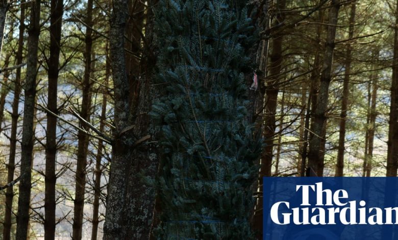 These immigrants grow the US’s Christmas trees. Trump’s wage cuts may keep them away | US immigration These immigrants grow the US’s Christmas trees. Trump’s wage cuts may keep them away | US immigration